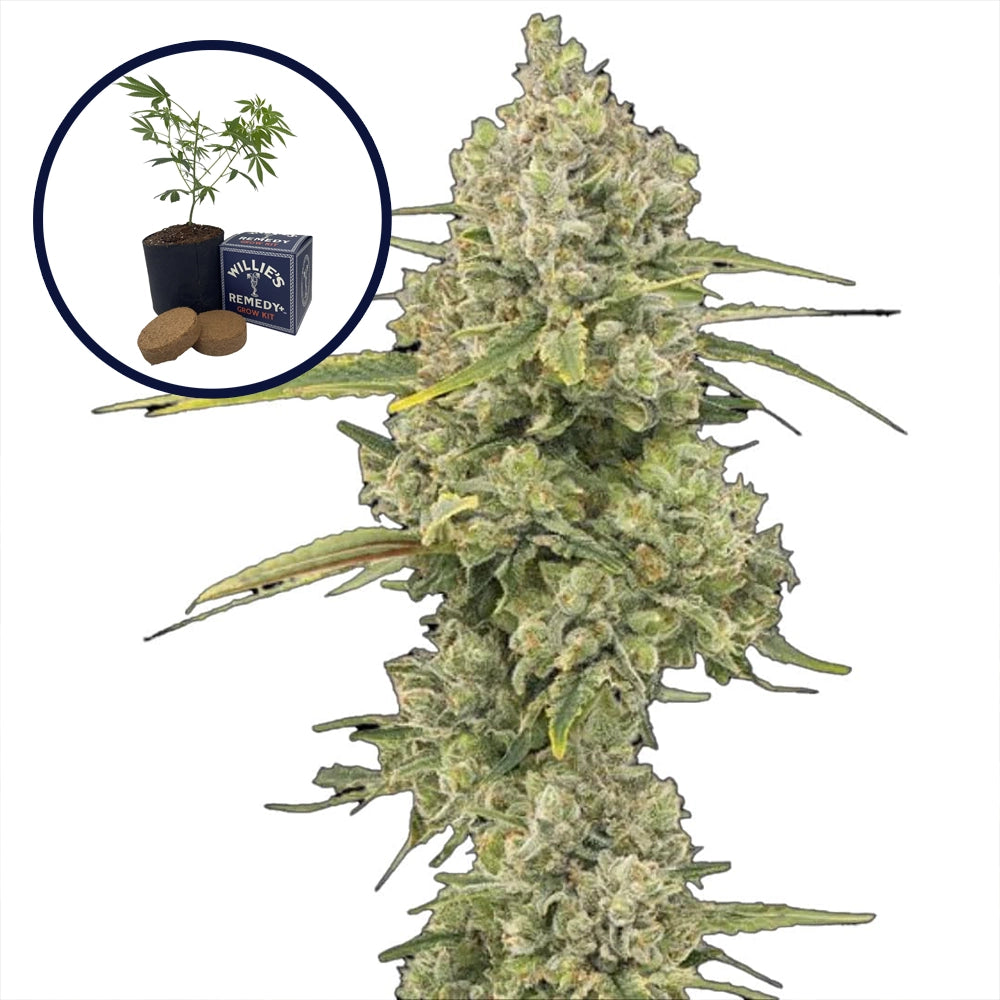 Jack Herer Grow Kit