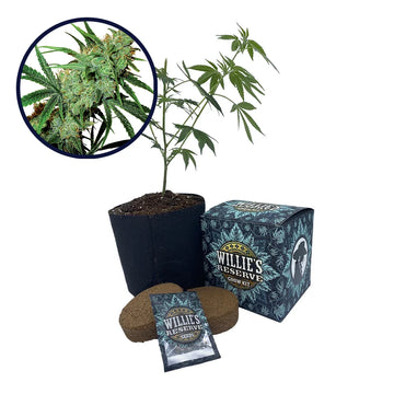 Juicy Fruit Strain High Yield Grow Kit