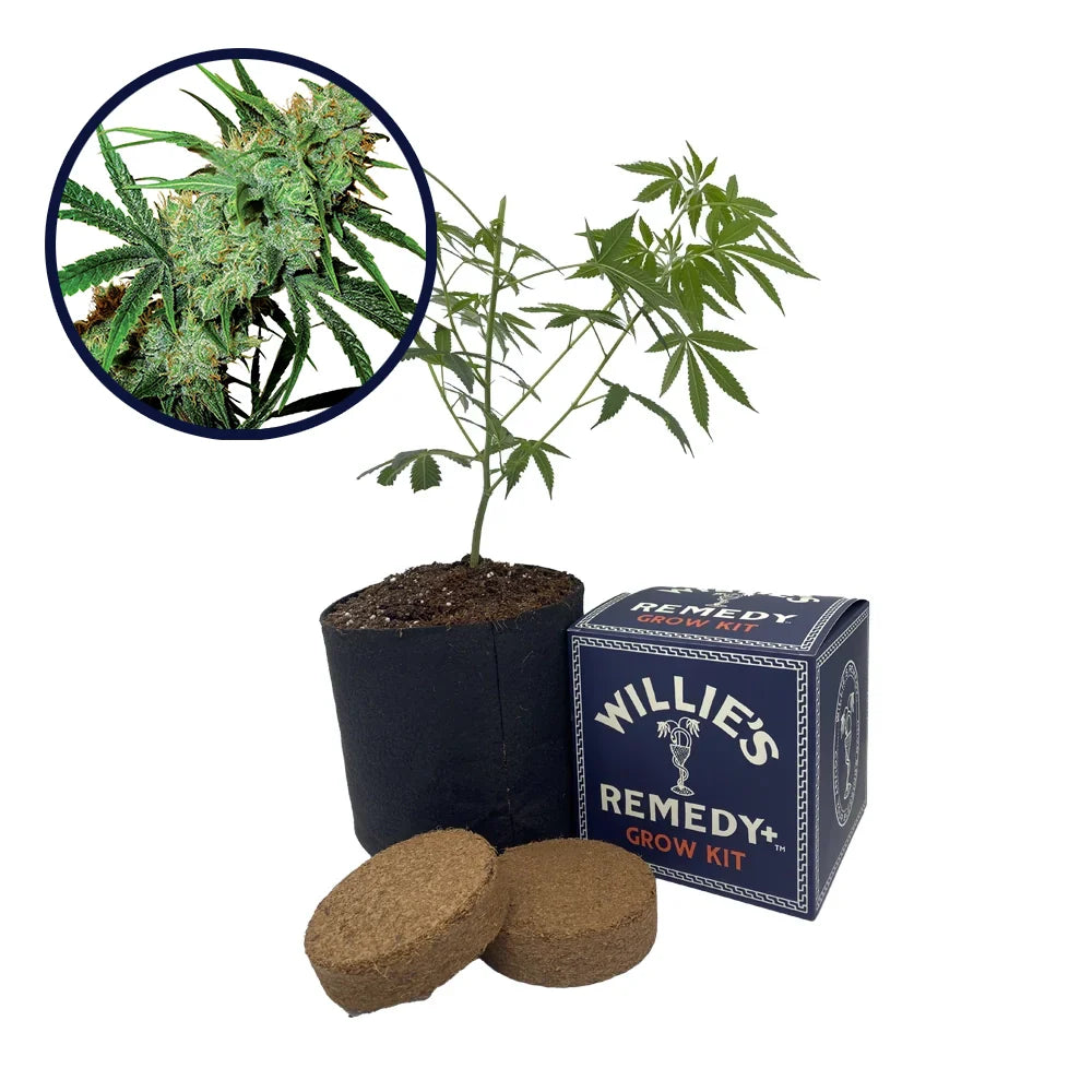 Juicy Fruit Strain Grow Kit