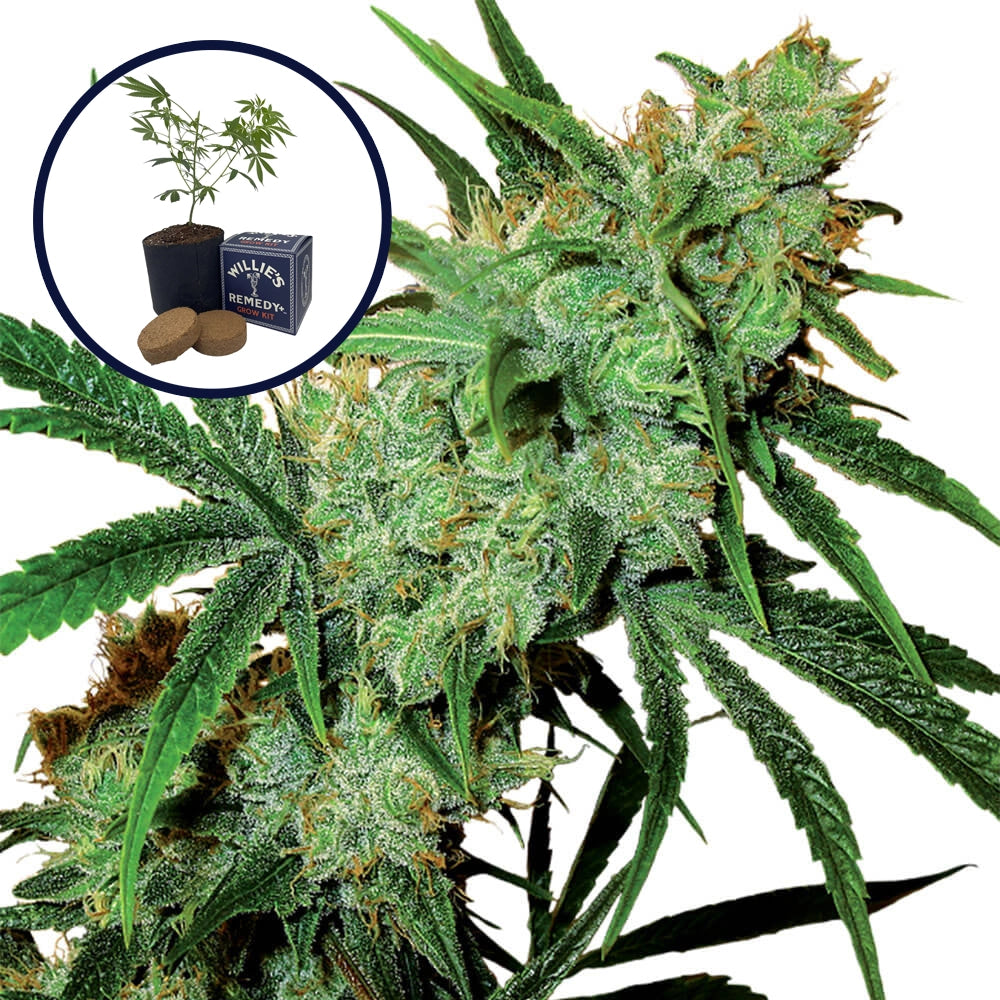 Juicy Fruit Grow Kit
