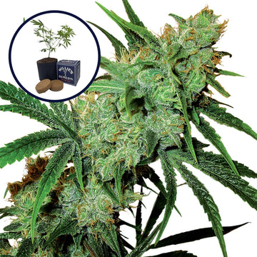 Juicy Fruit Grow Kit