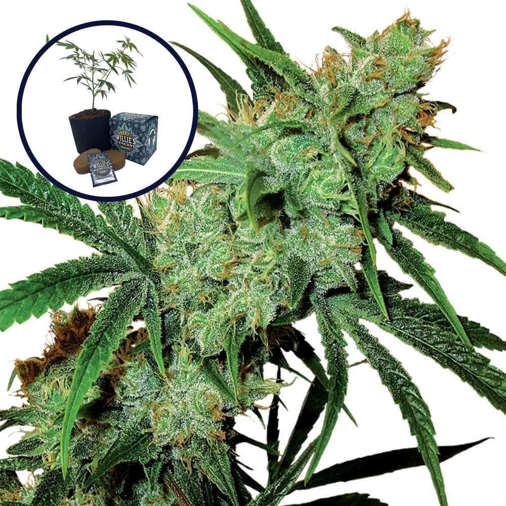 Juicy Fruit High Yield Grow Kit