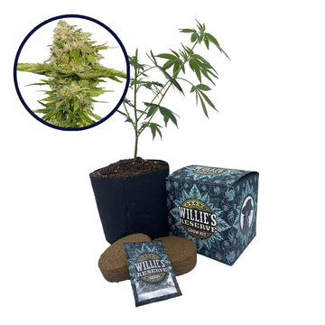 Kandy Kush Strain High Yield Grow Kit