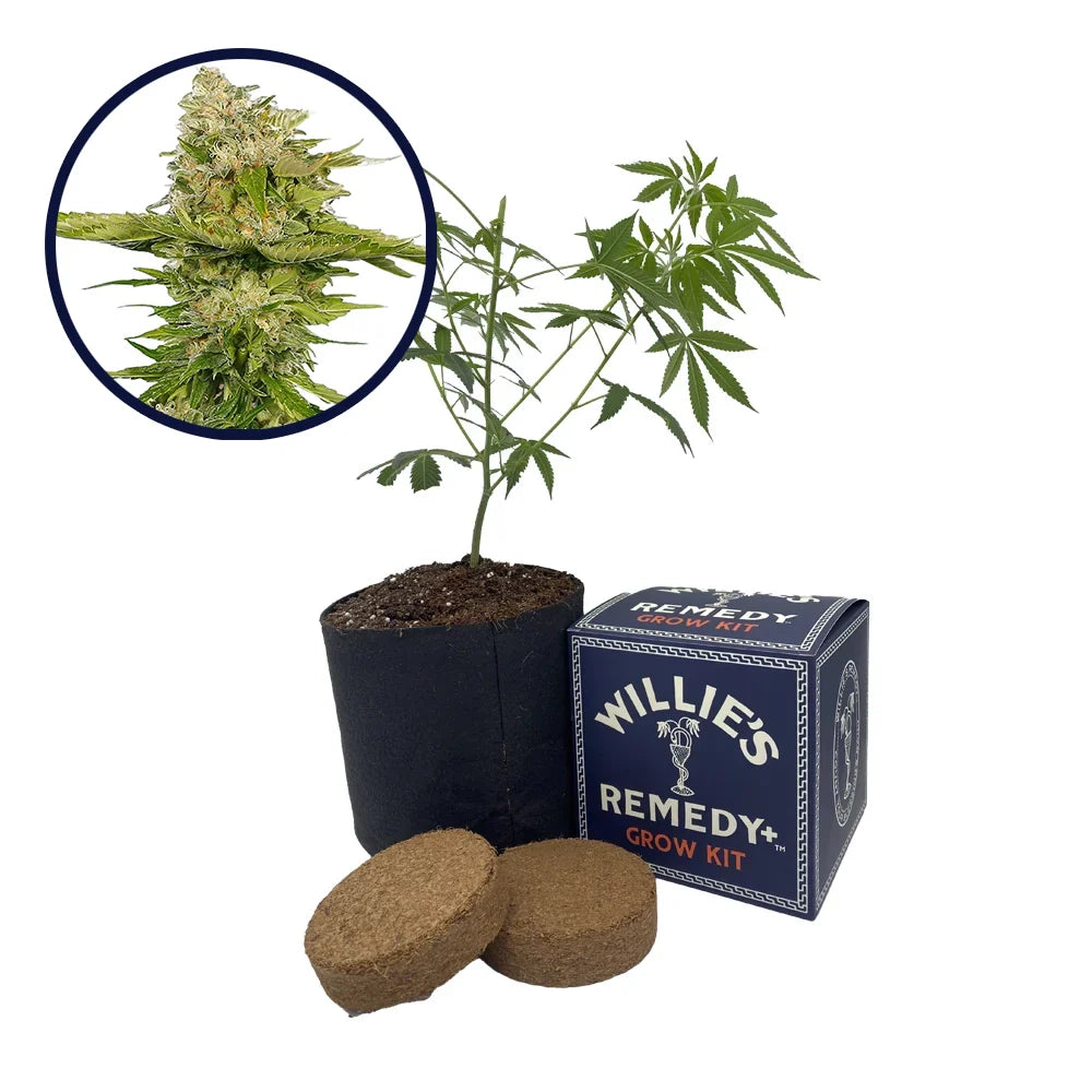 Kandy Kush Strain Grow Kit