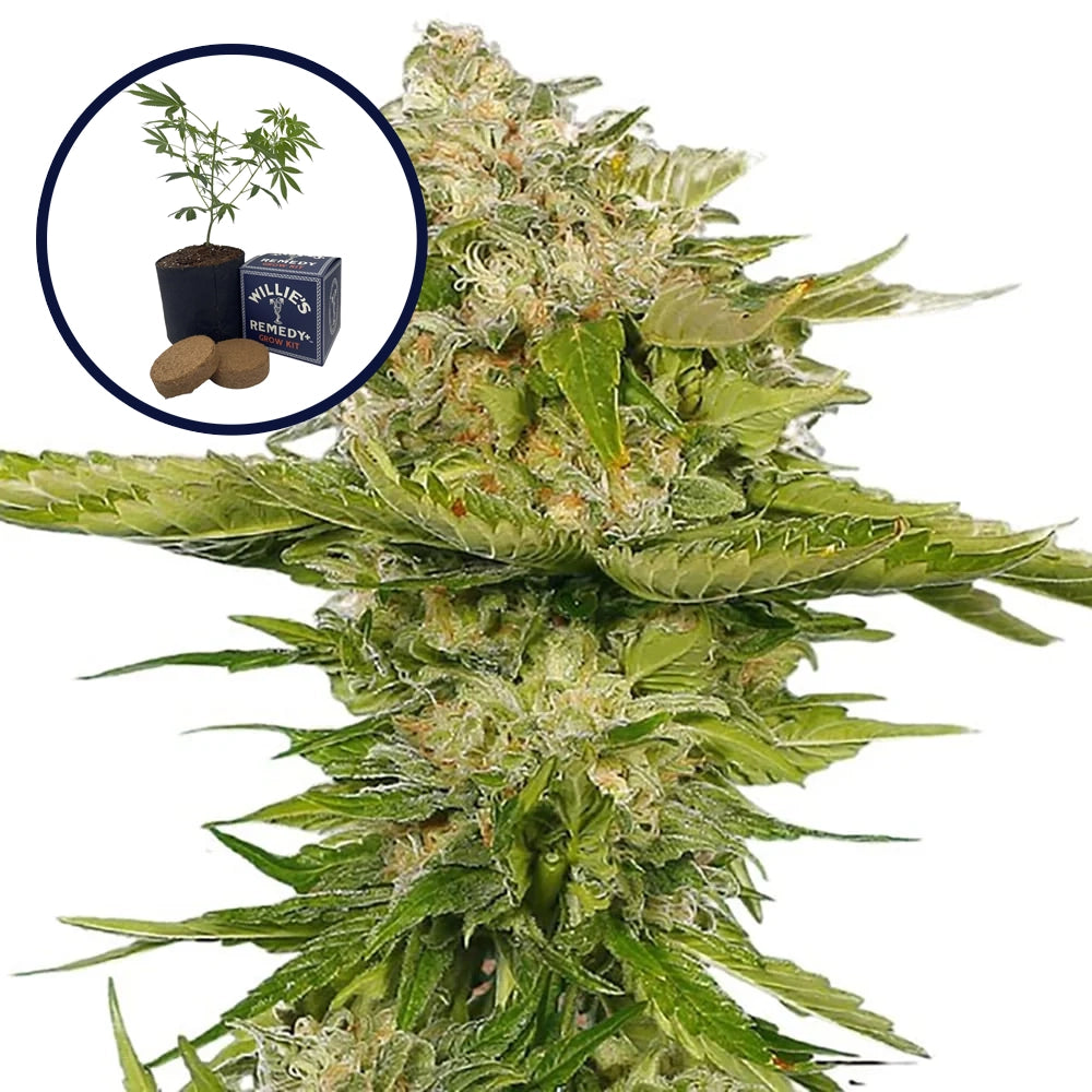 Kandy Kush Grow Kit