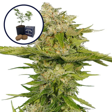 Kandy Kush Grow Kit