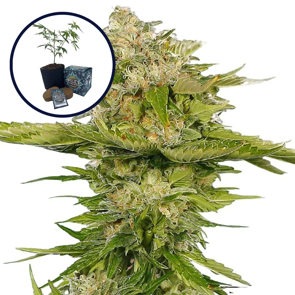 Kandy Kush High Yield Grow Kit