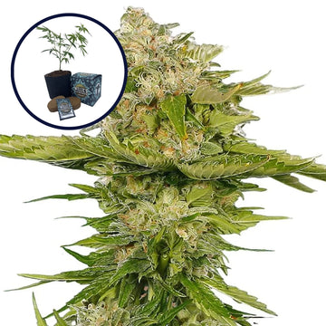Kandy Kush High Yield Grow Kit