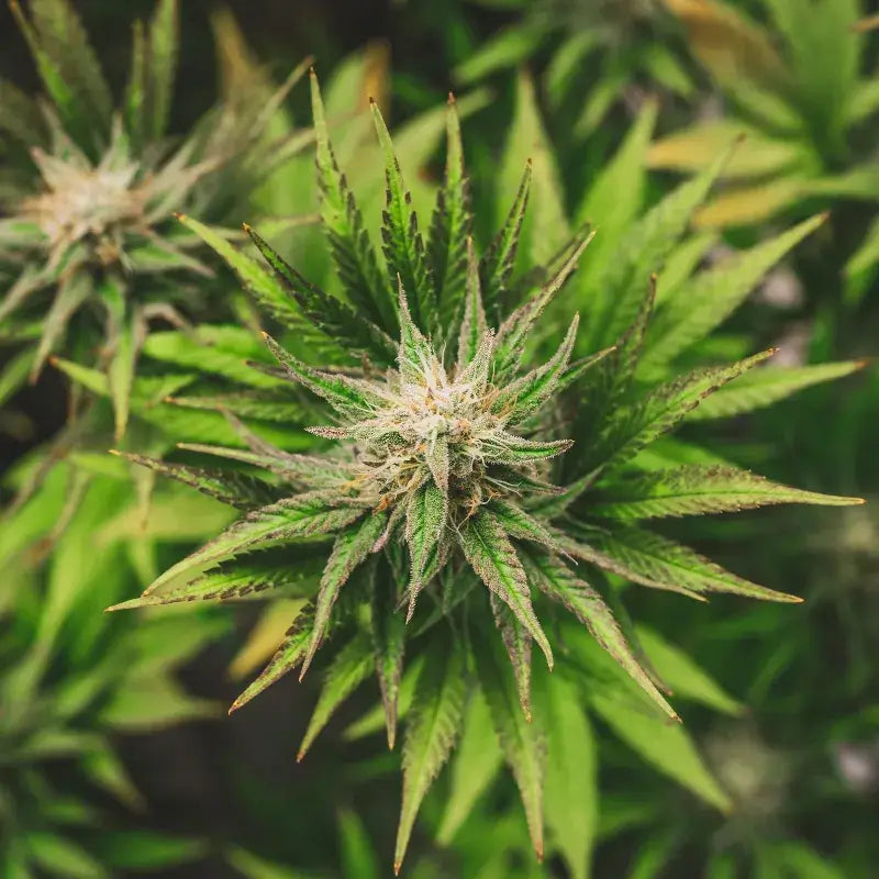 Key Lime Pie Auto