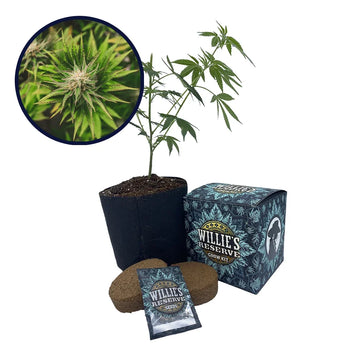 Key Lime Pie Strain High Yield Grow Kit