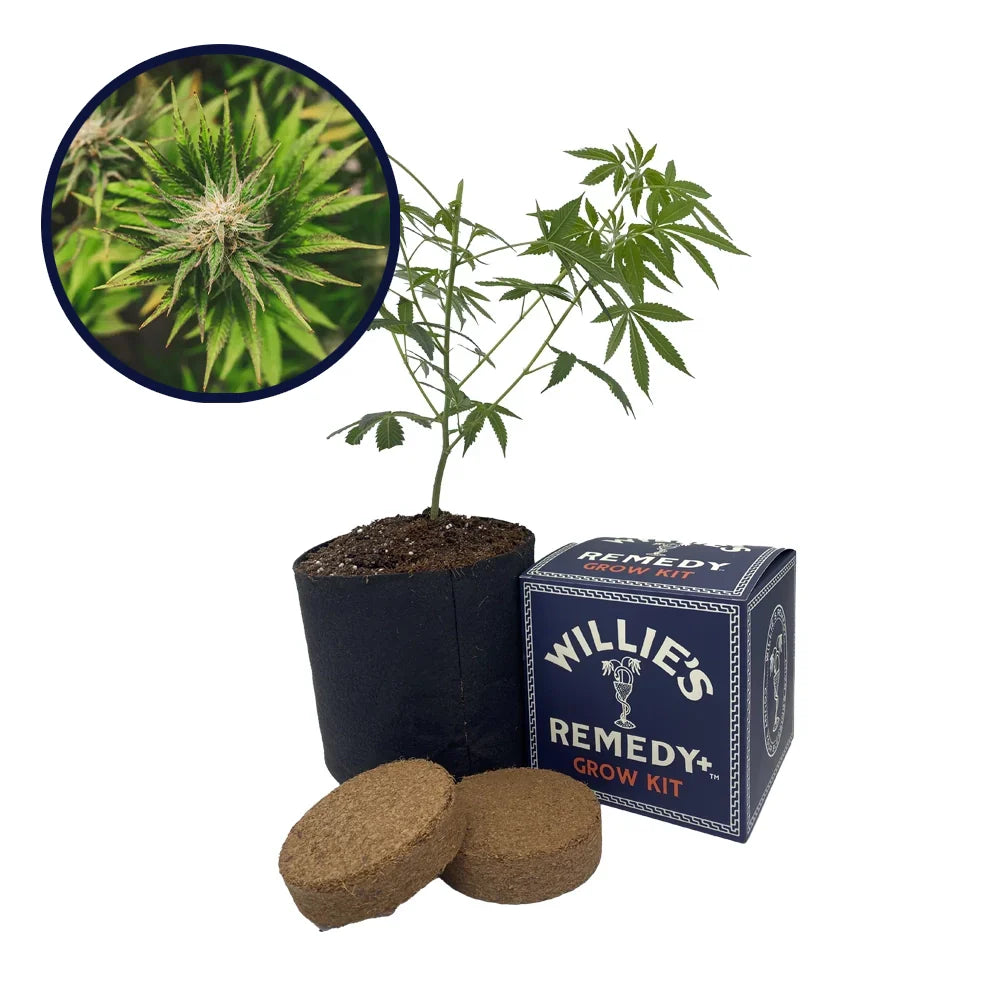 Key Lime Pie Strain Grow Kit