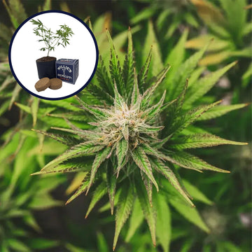 Key Lime Pie Grow Kit