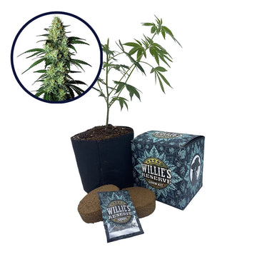 King Louis Strain High Yield Grow Kit