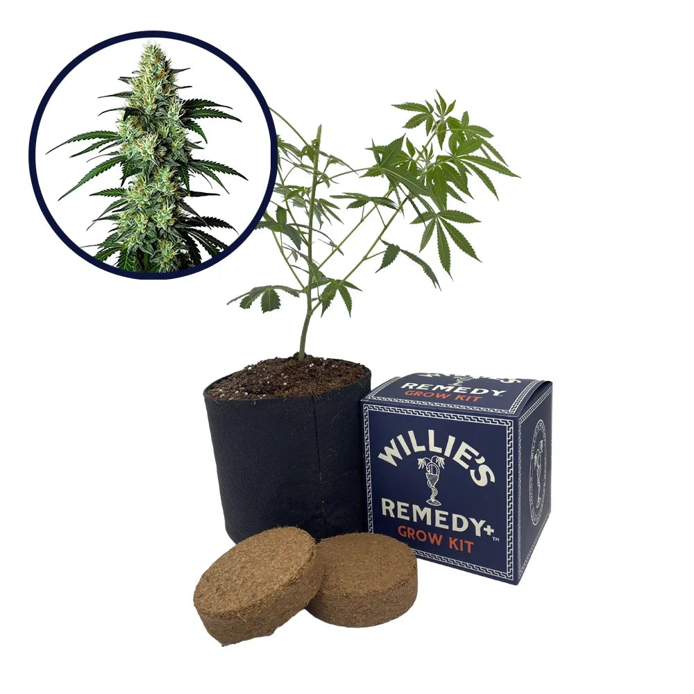 King Louis Strain Grow Kit