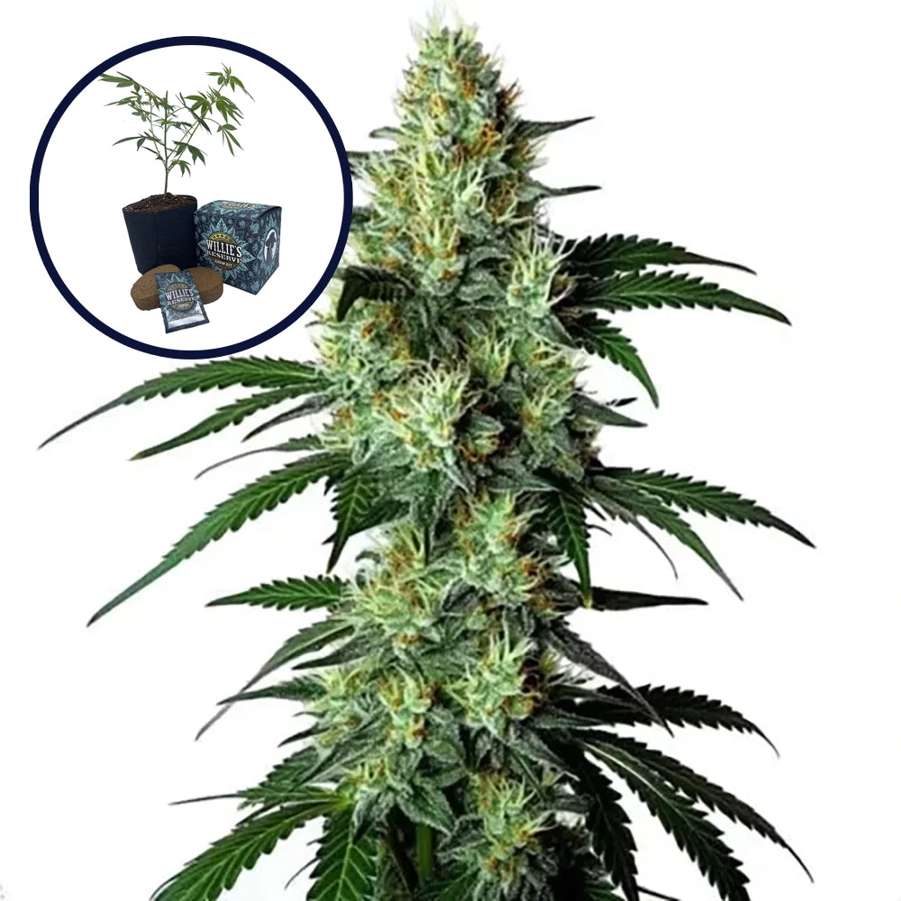 King Louis High Yield Grow Kit