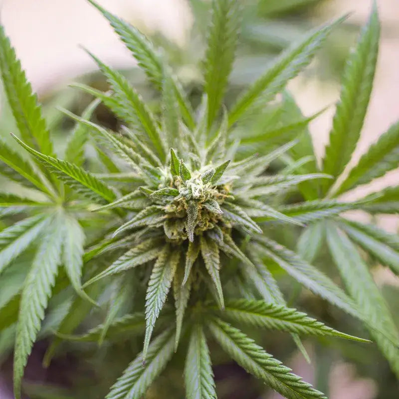 Kosher Kush Auto