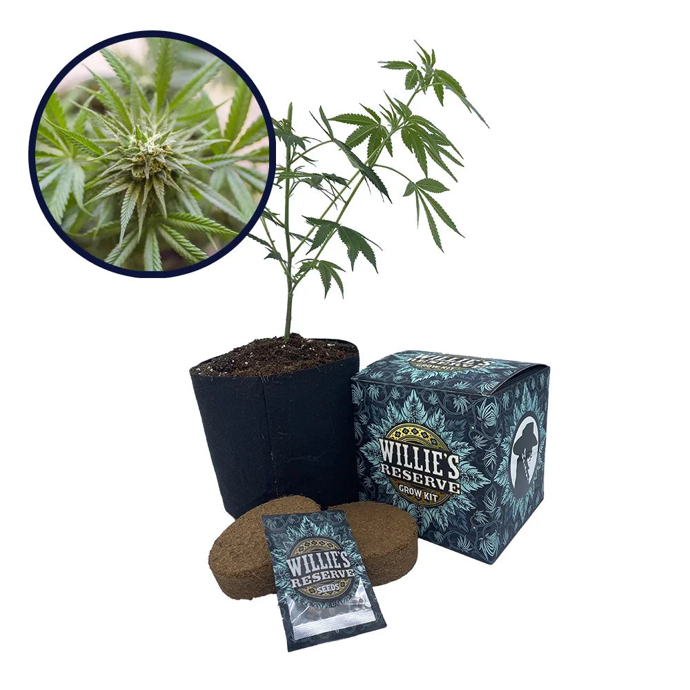 Kosher Kush Strain High Yield Grow Kit