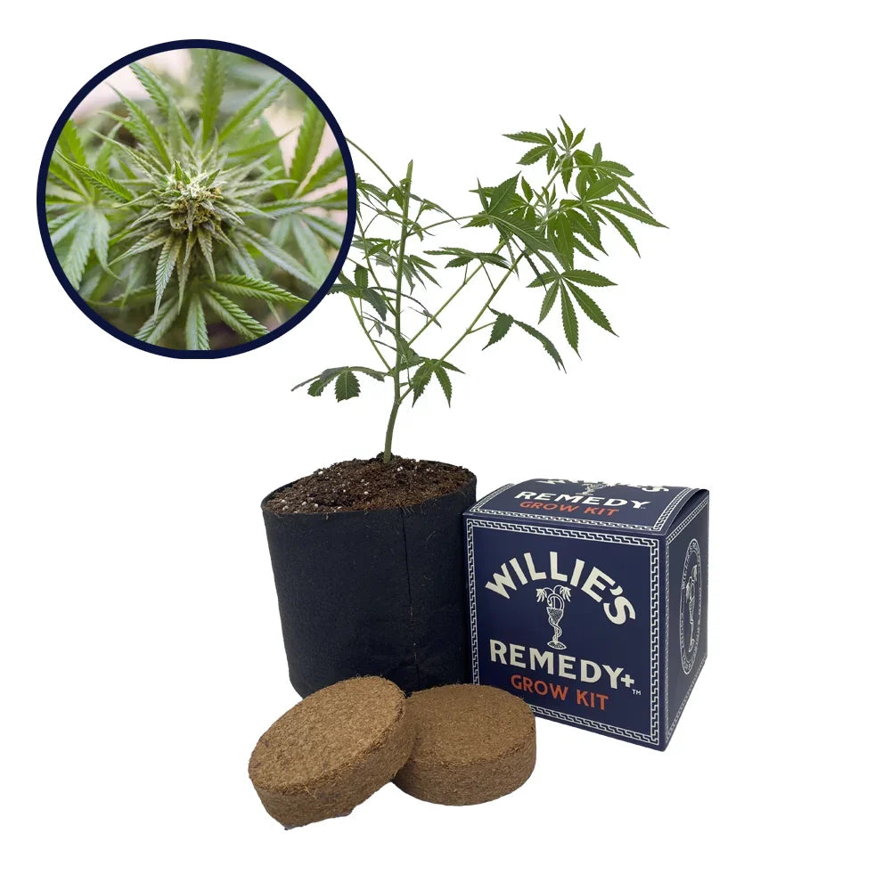 Kosher Kush Strain Grow Kit