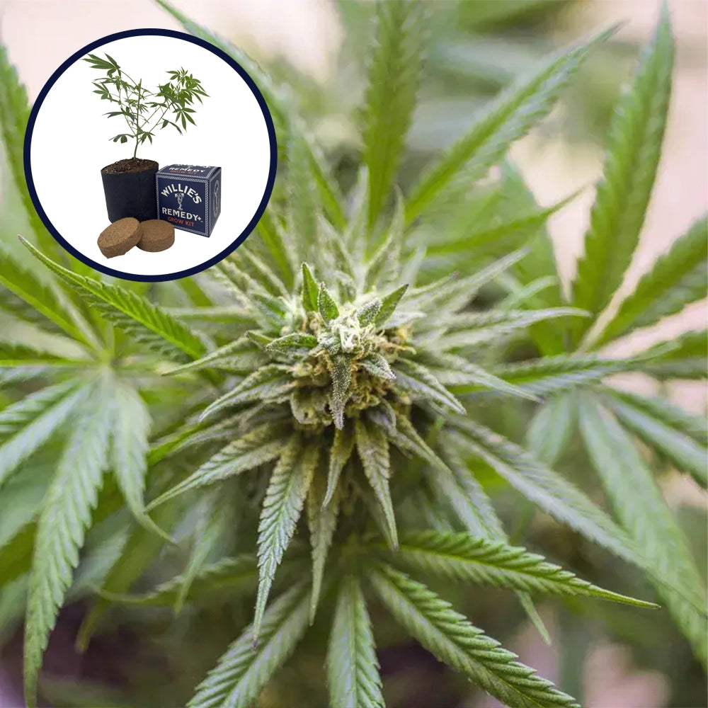 Kosher Kush Grow Kit