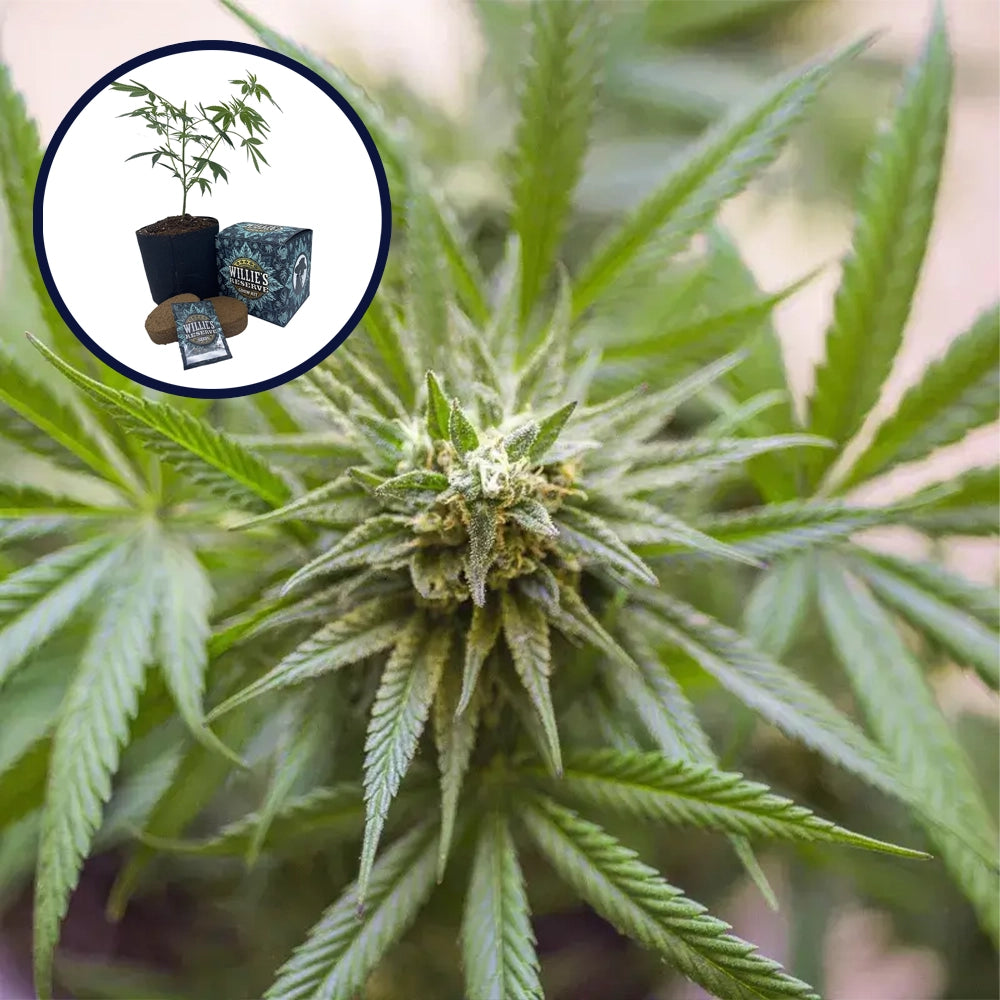 Kosher Kush High Yield Grow Kit