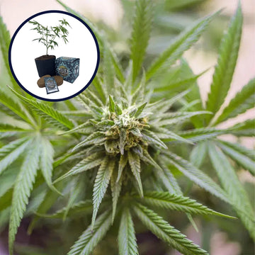Kosher Kush High Yield Grow Kit