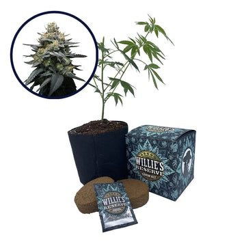 Kush Mint Strain High Yield Grow Kit