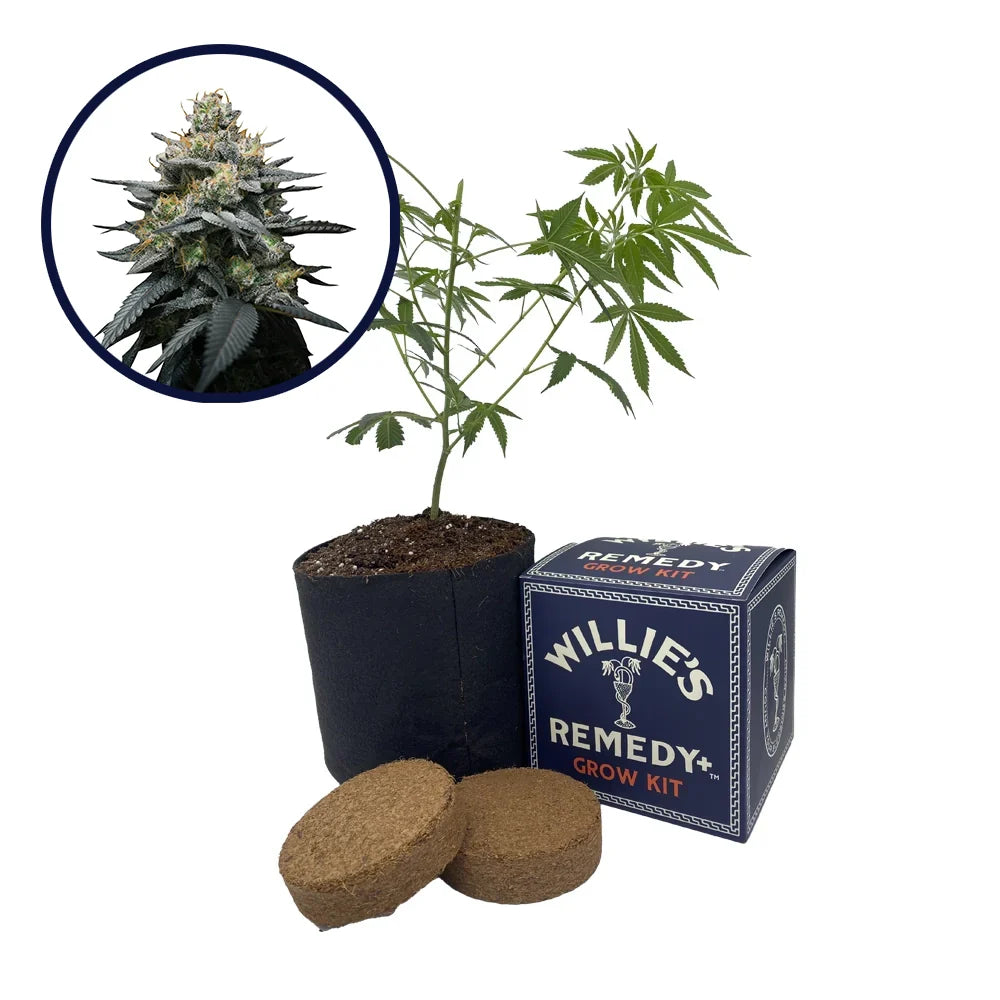Kush Mint Strain Grow Kit
