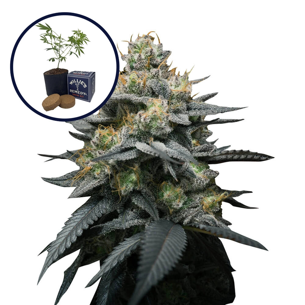 Kush Mint Grow Kit
