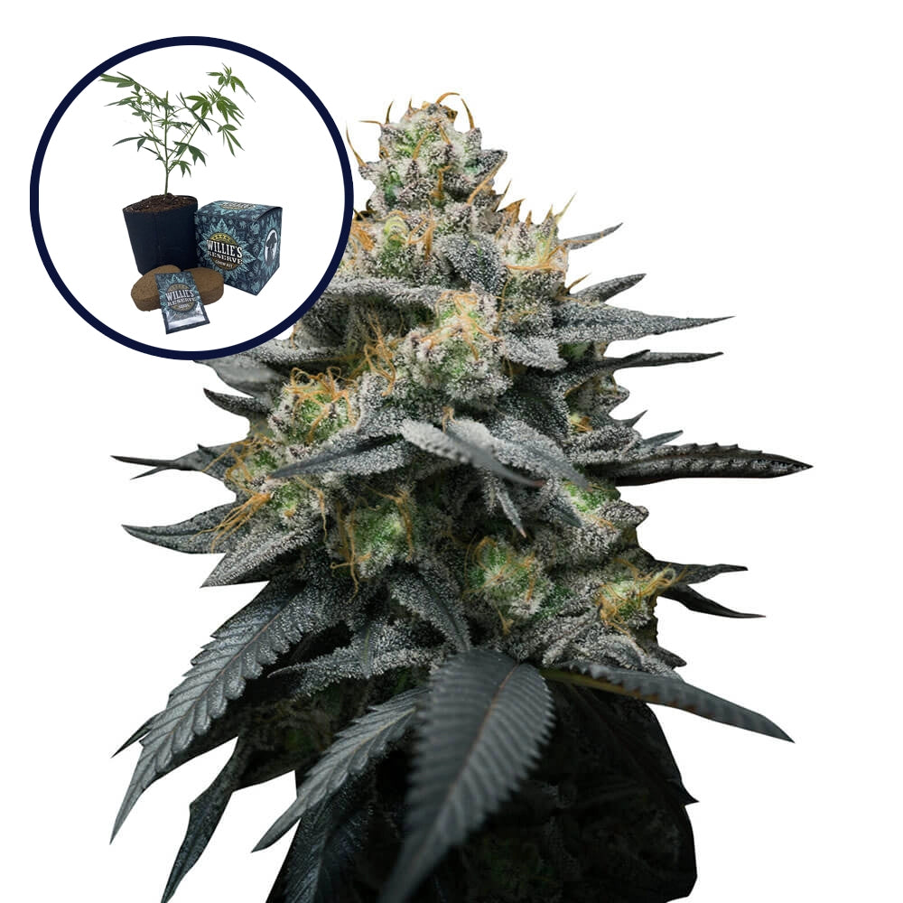 Kush Mint High Yield Grow Kit