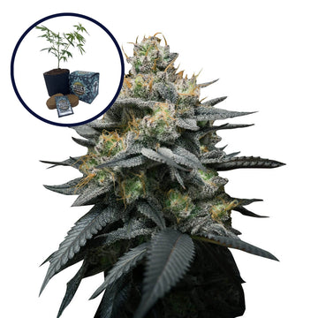 Kush Mint High Yield Grow Kit