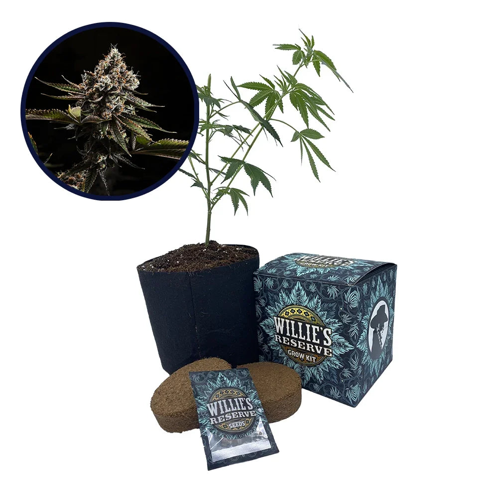 Kush Mountains Strain High Yield Grow Kit