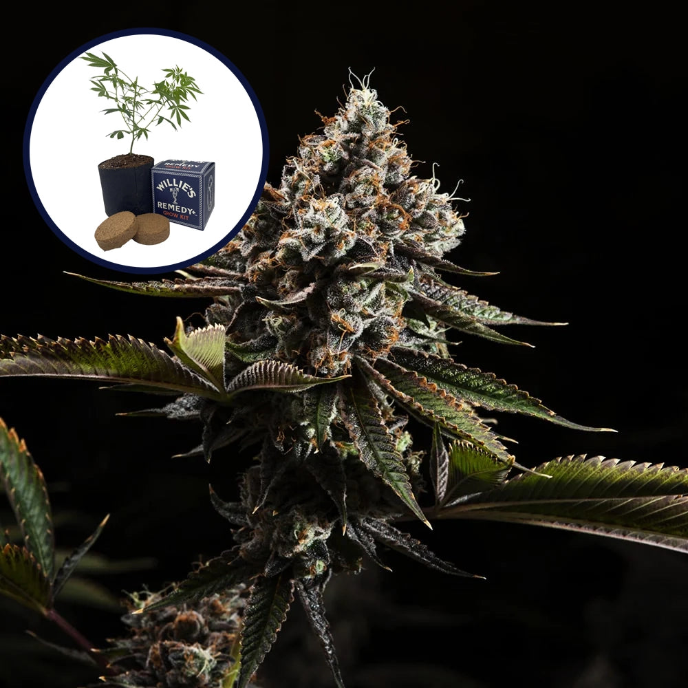Kush Mountains Grow Kit