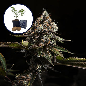 Kush Mountains Grow Kit
