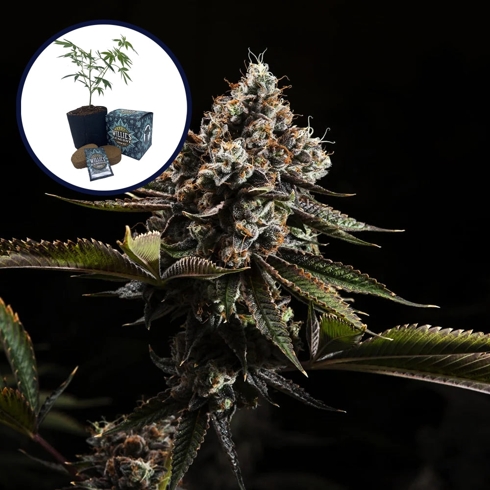 Kush Mountains High Yield Grow Kit