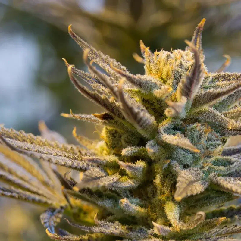 LA Confidential Auto