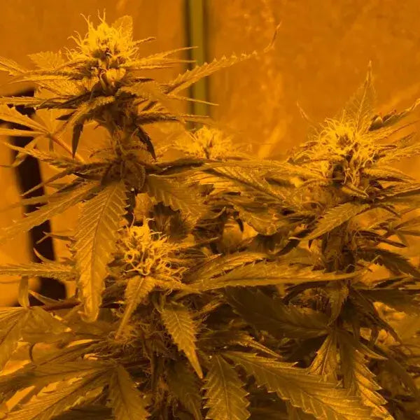 LA Kush Cake