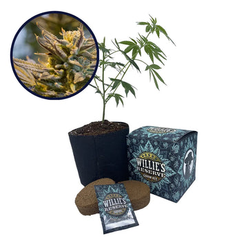 LA Confidential Strain High Yield Grow Kit