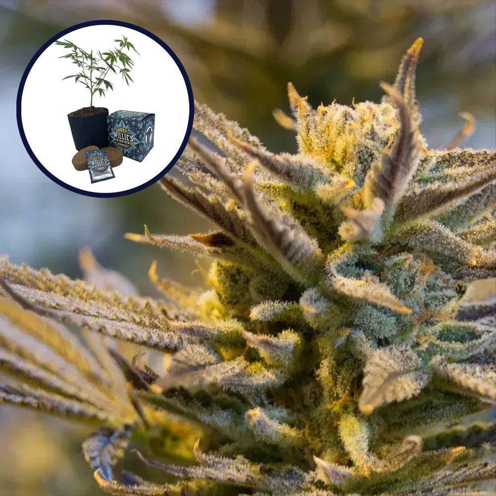 LA Confidential High Yield Grow Kit