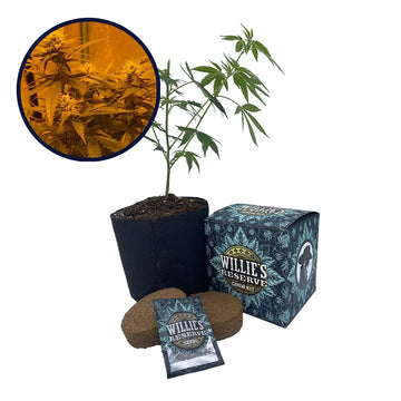LA Kush Cake Strain High Yield Grow Kit