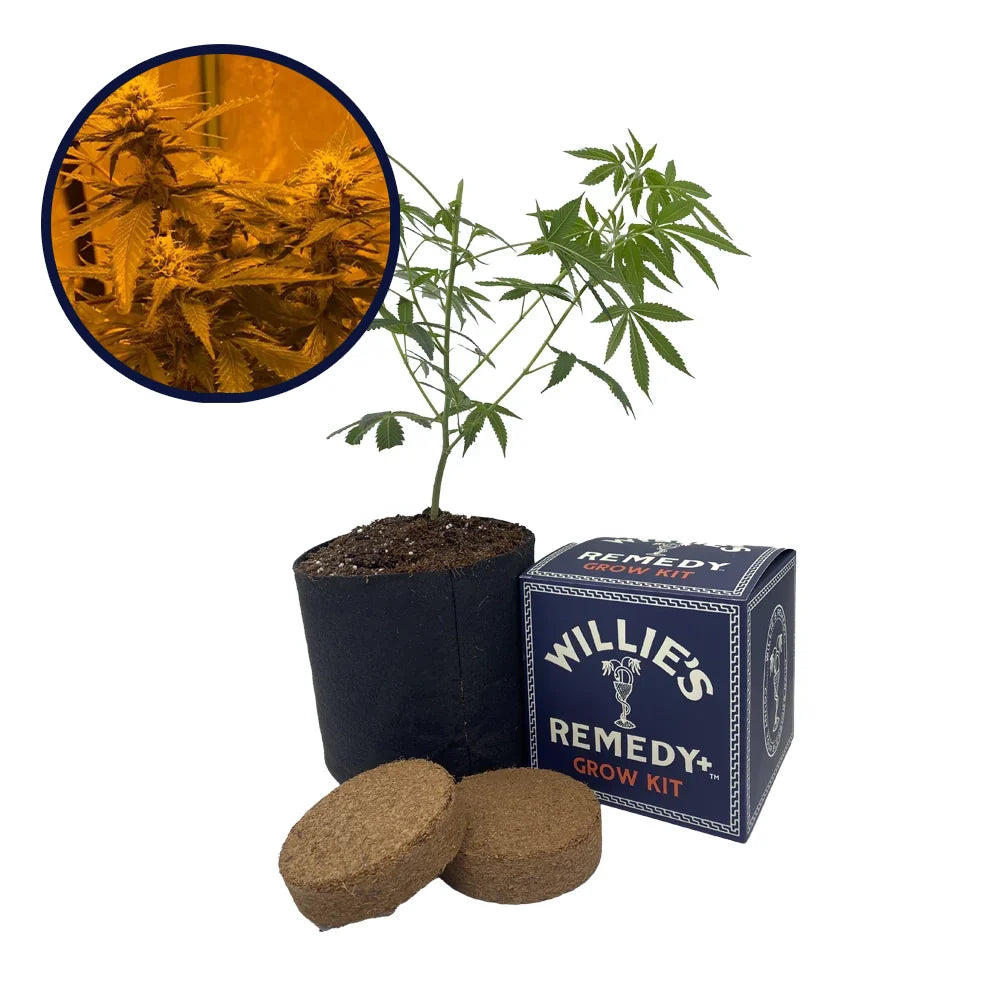 LA Kush Cake Strain Grow Kit