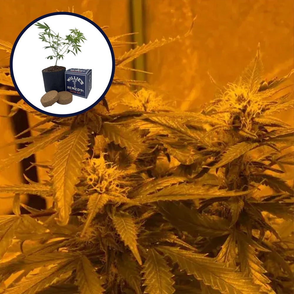 LA Kush Cake Grow Kit