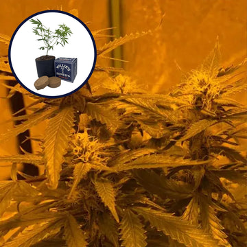 LA Kush Cake Grow Kit