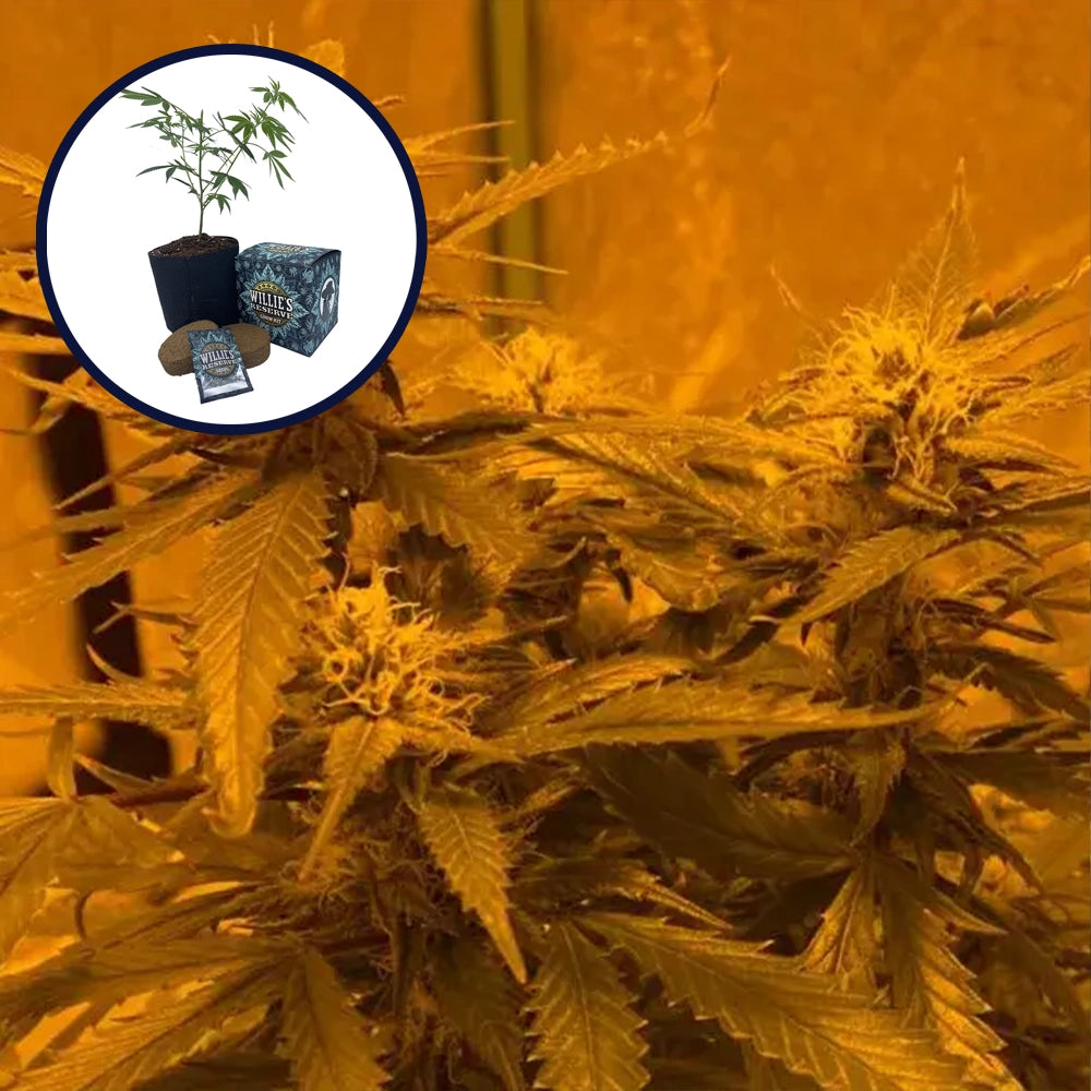 LA Kush Cake High Yield Grow Kit