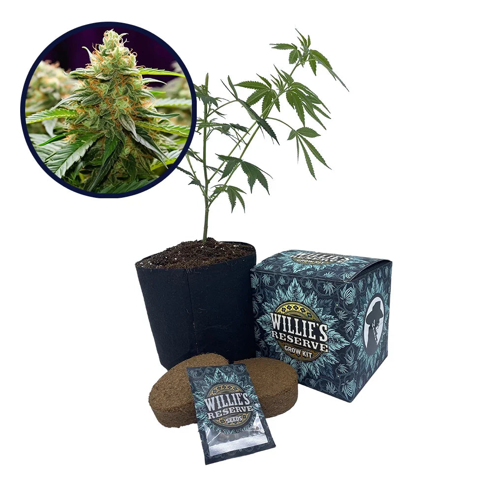 LA Kush Strain High Yield Grow Kit
