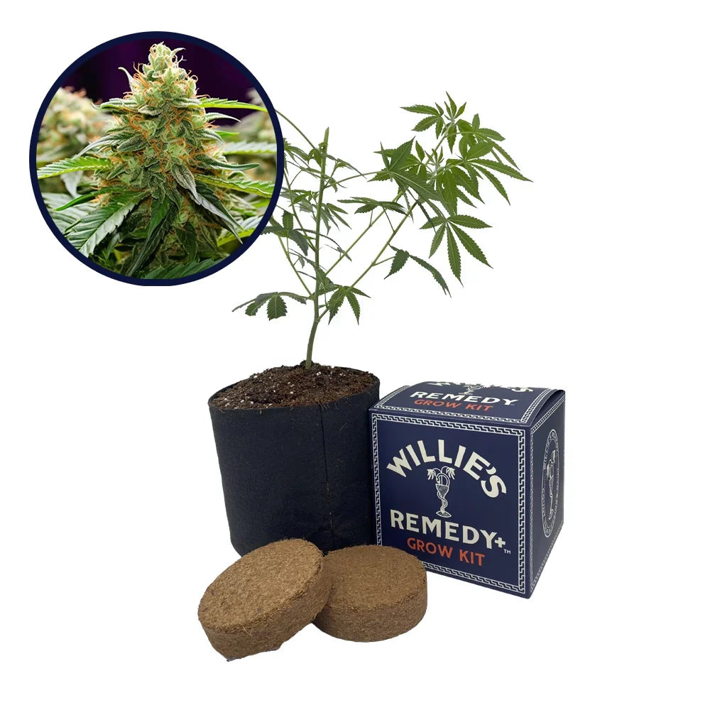 LA Kush Strain Grow Kit