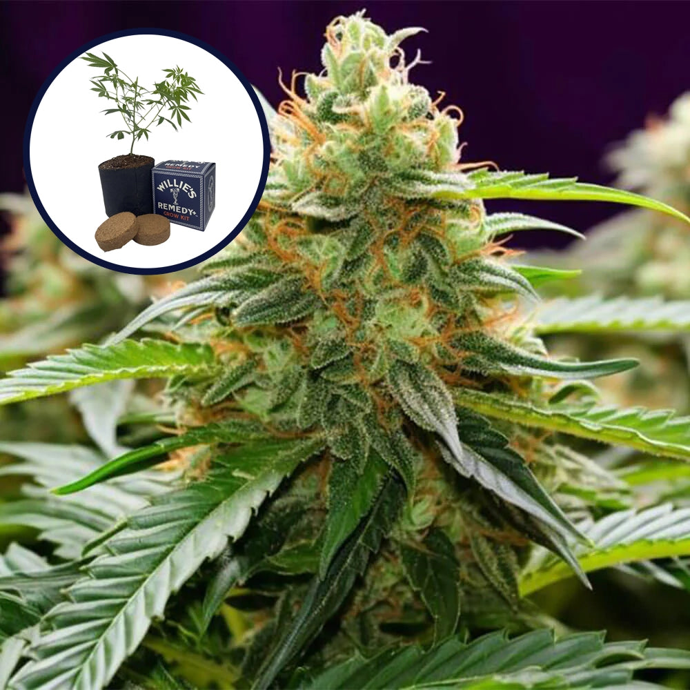 LA Kush Grow Kit