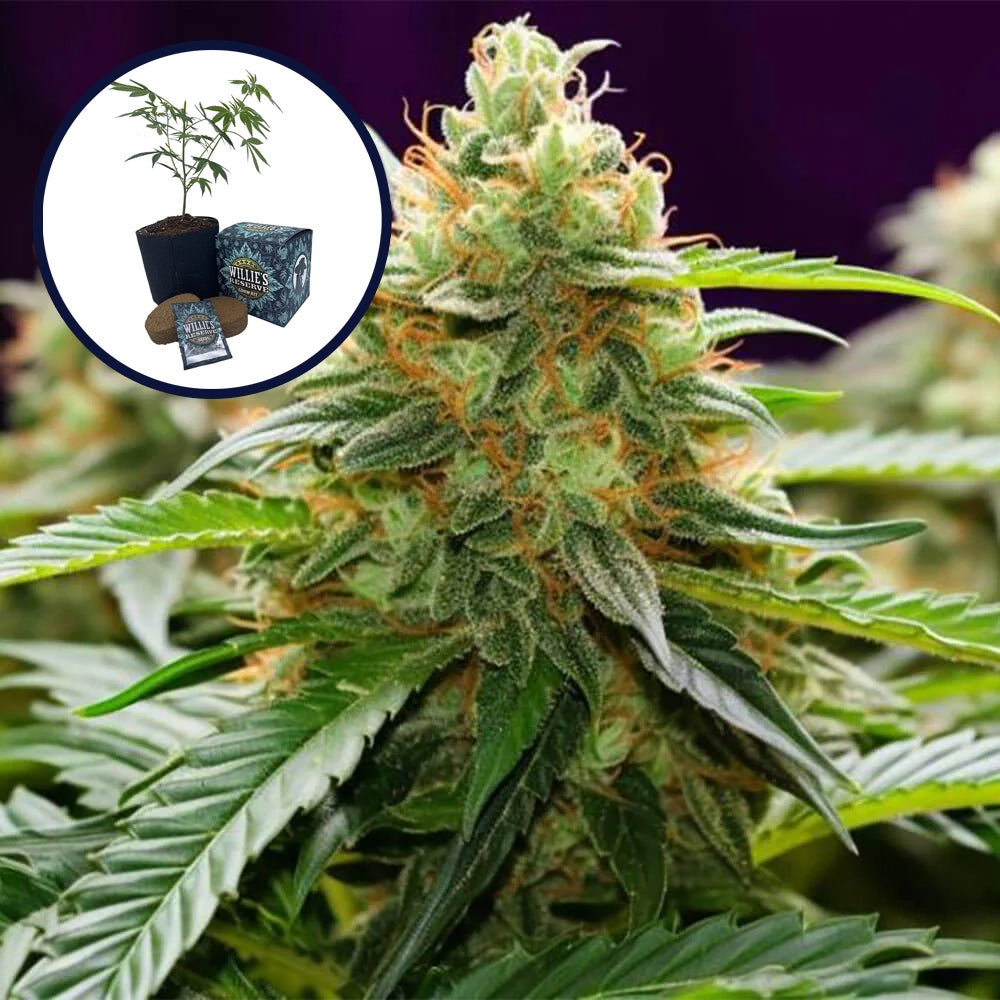 LA Kush High Yield Grow Kit