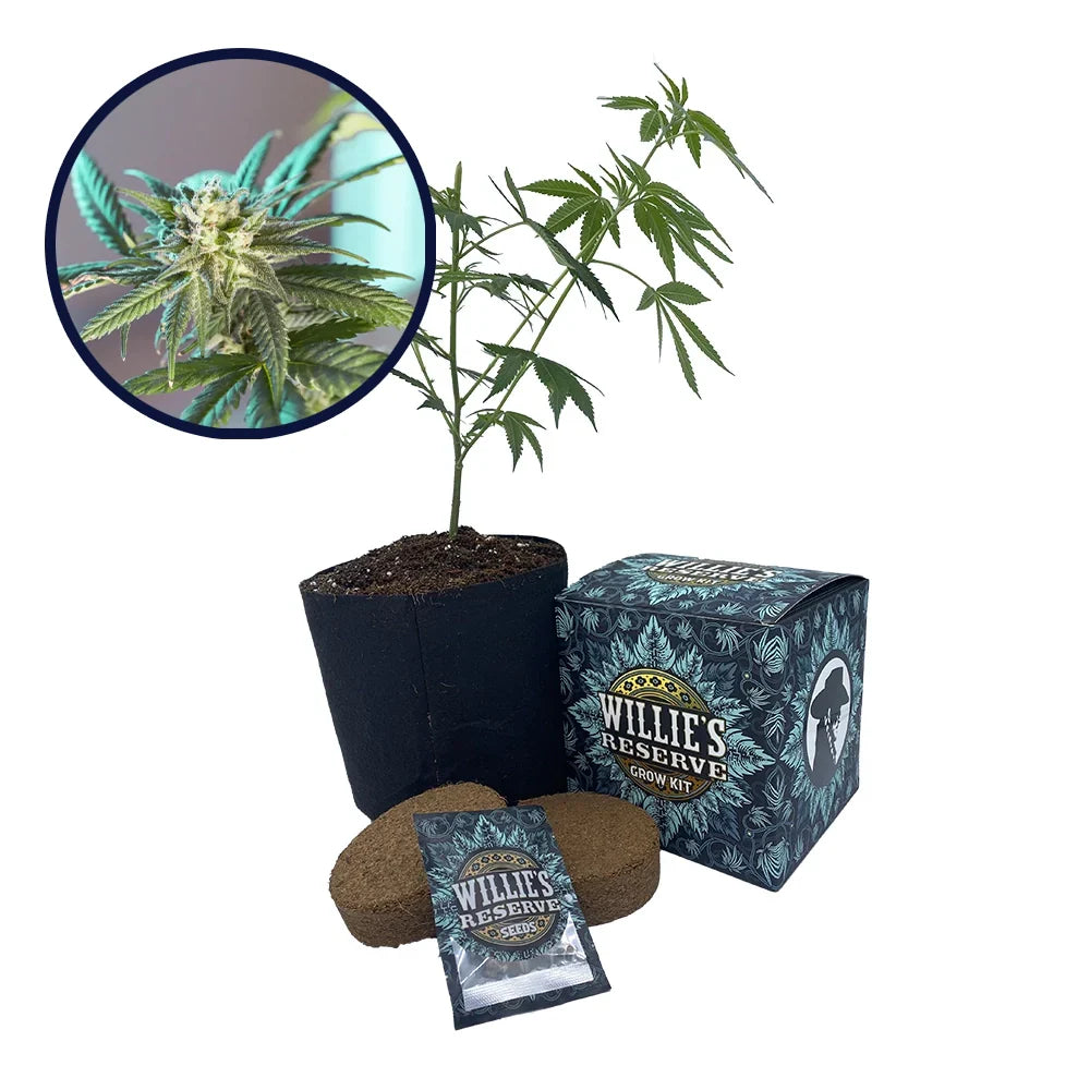 LSD Strain High Yield Grow Kit