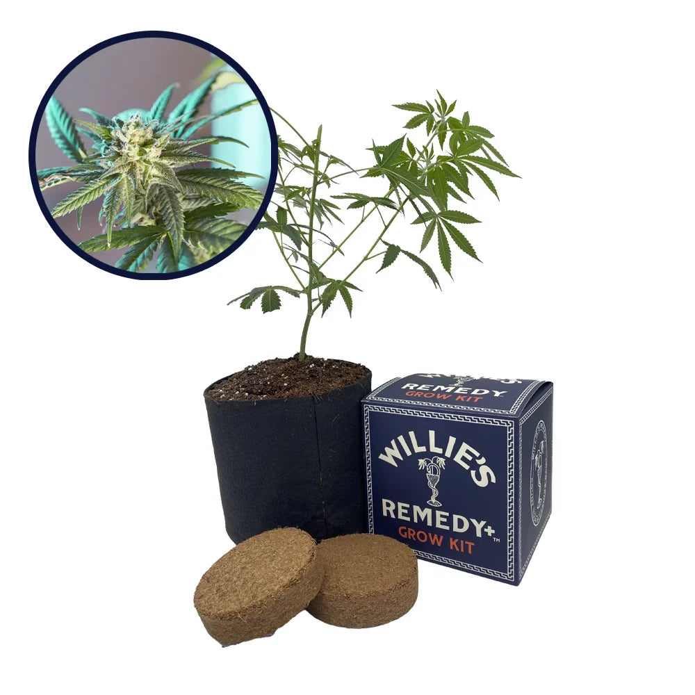 LSD Strain Grow Kit