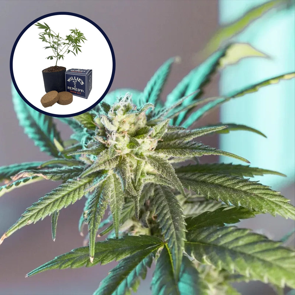 LSD Grow Kit
